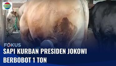 Sapi Kurban Milik Presiden Jokowi Berbobot 1 Ton | Fokus