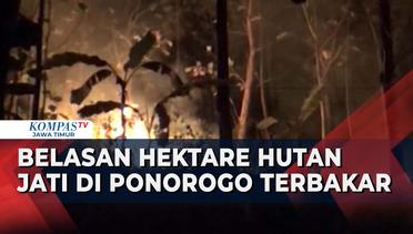 Diduga Akibat Puntung Rokok, Belasan Hektare Hutan Jati di Desa Tatung Ponorogo Terbakar!