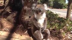 Koala Menangis Dibully Teman