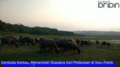 Suasana Asri Pedesaan Setupatok Cirebon