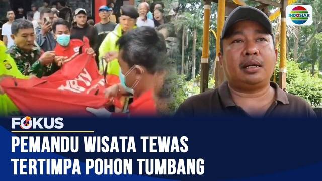 Puluhan Pohon Tumbang di Sangeh, Satu Pemandu Wisata Meninggal Dunia | Fokus