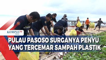 Pulau Pasoso Surganya Penyu Yang Tercemar Sampah Plastik
