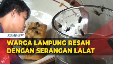 Warga Lampung Dibuat Tak Nyaman dengan Serangan Kerumunan Lalat