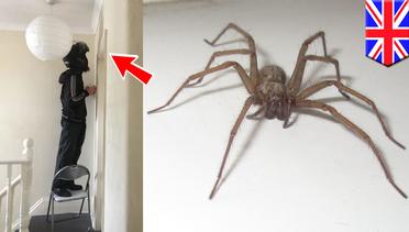 Arachnophobia: wanita ini telepon KFC untuk usir laba-laba - TomoNews