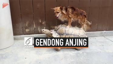 Viral, Aksi Kura-Kura Gendong Anjing