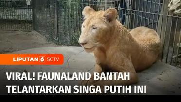 Viral Singa Putih di Faunaland Ancol Terlihat Lemas, Begini Klarifikasi Pihak Pengelola | Liputan 6
