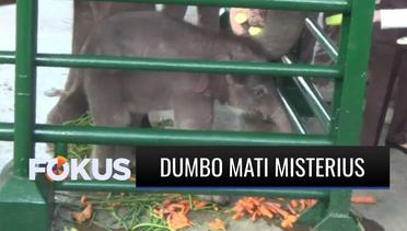 Dumbo, Anak Gajah di Kebun Binatang Surabaya Mati Misterius? | Fokus