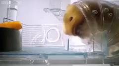 Bagaimana Hamster Bisa Memuat Banyak Makanan di Mulutnya?