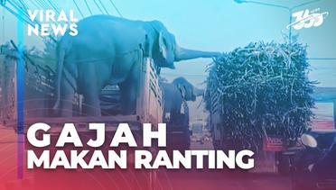 Viral! Dua Ekor Gajah Makan Ranting-Ranting di Truk Orang