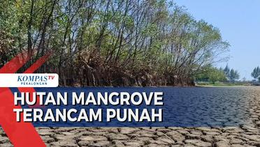 Hutan Mangrove Pekalongan Terancam Punah Akibat Cuaca Ekstrem