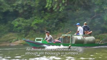 Orangutan yang Dilepasliarkan ke Taman Nasional Bukit Baka Bukit Raya Kalimantan