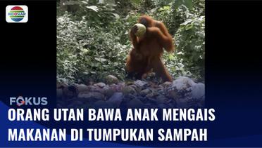 Miris! Orang Utan Makan Tumpukan Sampah di Wilayah Taman Nasional Gunung Leuser Sumut | Fokus
