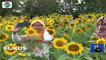 Wisata Bunga Matahari di Magelang - Fokus Sore