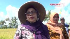 Panen Raya Padi 100 Ha GAPOKTAN BIMO MAKMUR Di Rogobangsan Bimomartani Sleman Yogyakarta Seg 1