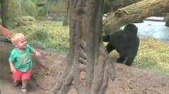 Video Lucu Balita dan Bayi Gorila Main Petak Umpet