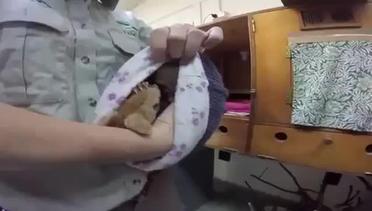 Bayi Hewan Possum Mencintai 'Induk' Barunya
