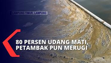Tambak Udang di Pesisir Lampung Selatan Tercemar, Penambak Keluhkan Udangnya yang Mati!