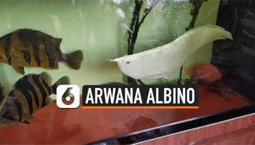 Penampakan Ikan Arwana Albino Seharga Rp 680 Juta