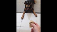 anjing tidak suka durian!