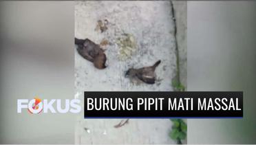 Misterius! Ratusan Burung Pipit Mati Mendadak dan Berjatuhan di Rumah Warga di Sukabumi | Fokus