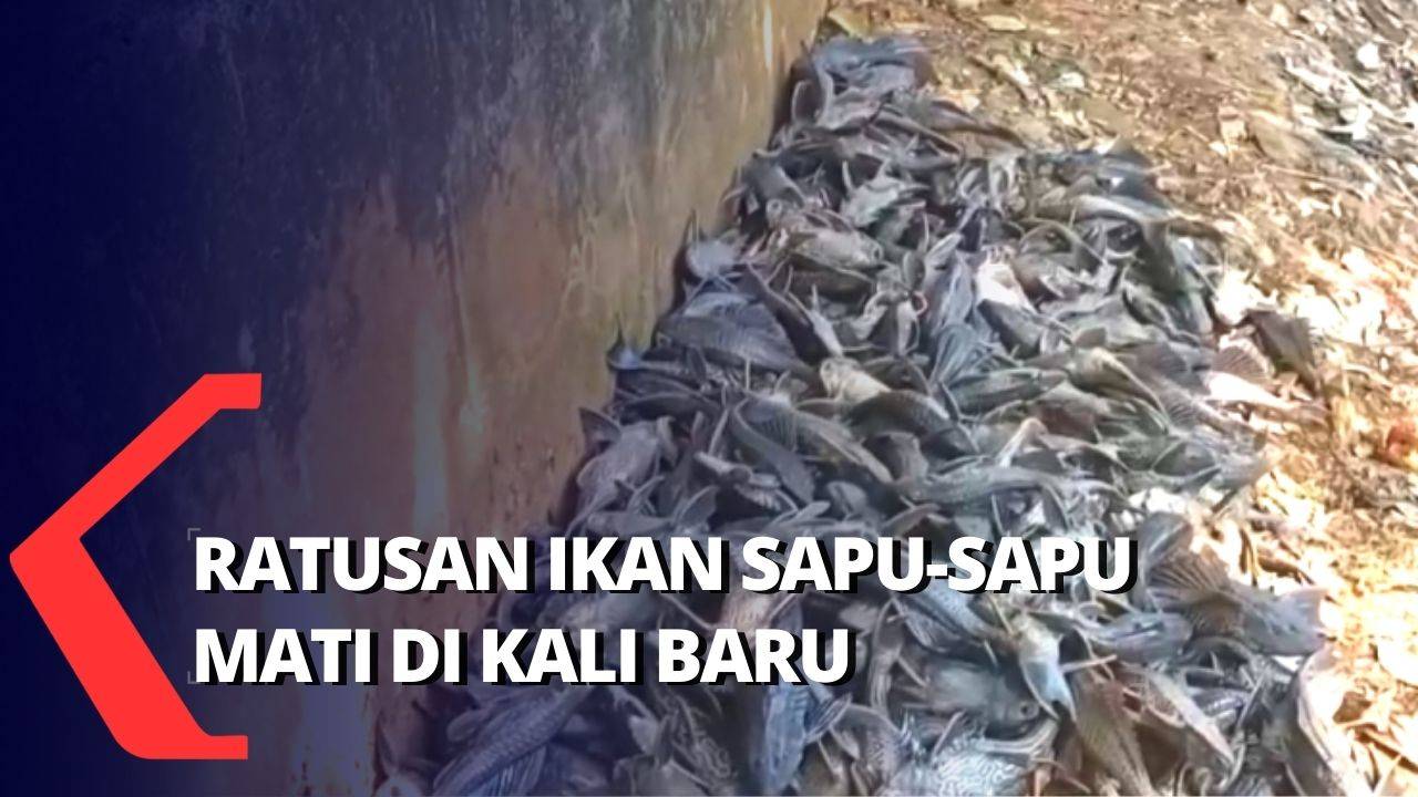 Ratusan Ikan Sapu Sapu Mati Di Kali Baru Kramat Jati Kompas Tv Vidio