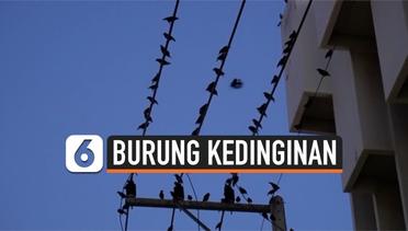 Kedinginan, Ribuan Burung Turun ke Pusat Kota di Thailand