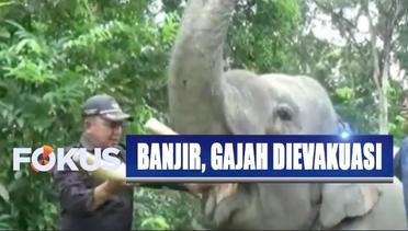 Banjir Terjang Desa Wisata di Riau, Gajah Peliharaan Dievakuasi - Fokus
