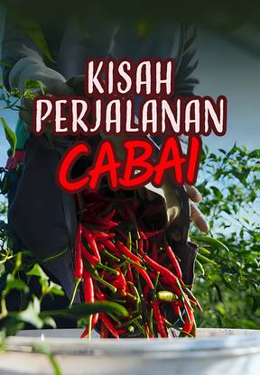 Kisah Perjalanan Cabai