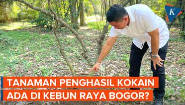 Benarkah Ada Tanaman Penghasil Kokain di Kebun Raya Bogor?