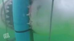 Ganasnya hiu putih ini mencoba keluar dari kandang besinya