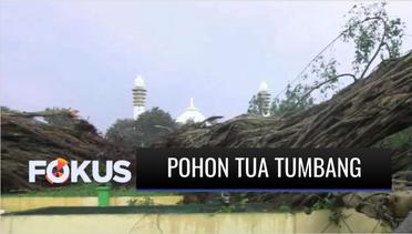 Pohon Beringin Ikon Alun-alun Lumajang yang Berusia 141 Tahun Tumbang | Fokus