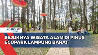 Sejuknya Berwisata Alam di Pinus Ecopark Lampung Barat