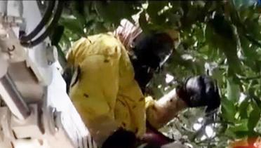 VIDEO: 15 Petugas Pemadam Evakuasi Sarang Tawon Liar di Pohon