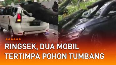 Ringsek, Dua Mobil Tertimpa Pohon Tumbang di Jalan