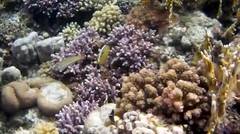 MAR ROSSO - SCENARI SOTTOMARINI - Red Sea underwater scenery
