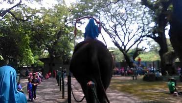 Wisata Kebun Binatang Surabaya,Naik Gajah 25 Ribu Per Orang #1