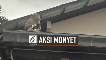 Viral, Monyet Gendong Kucing  Seperti Anaknya Sendiri