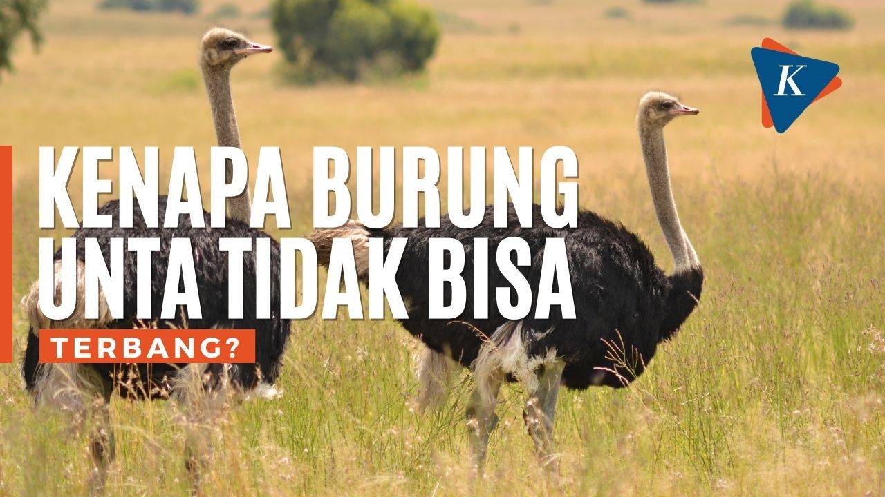 Kenapa burung unta tidak bisa terbang? Vidio