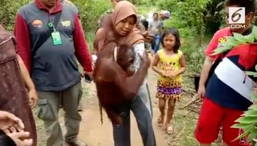 Momen Haru Orangutan Berpisah dengan Sang Pemilik 