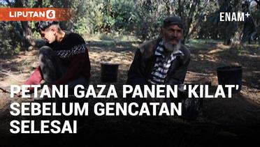 Israel dan Hamas Gencatan Senjata, Petani Gaza Buru-buru Panen Zaitun