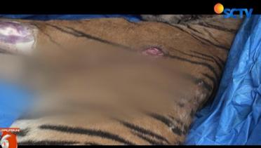 Tewasnya Harimau Sumatera, Menjadi Kontroversi di Mandailing Natal – Liputan6 Malam