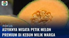 Wisata Petik Melon Premium Siap Panen yang Dibudidayakan Secara Hidroponik | Fokus