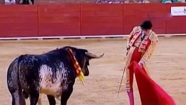 VIDEO: Matador Profesional Spanyol Tewas Ditanduk Banteng