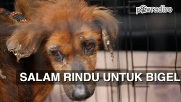 PAWRADISO : Penyelamatan Terlambat, Anjing Penderita Kanker Kulit Parah