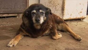 Menyedihkan, Anjing Tertua di Dunia Telah Meninggal