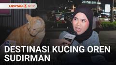 Viral! Destinasi Kucing Oren di Pusat Perbelanjaan Sudirman | Liputan 6