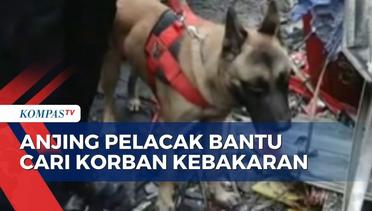 22 Orang Korban Kebakaran Depo Pertamina Plumpang Masih Hilang, Anjing Pelacak Diterjunkan!