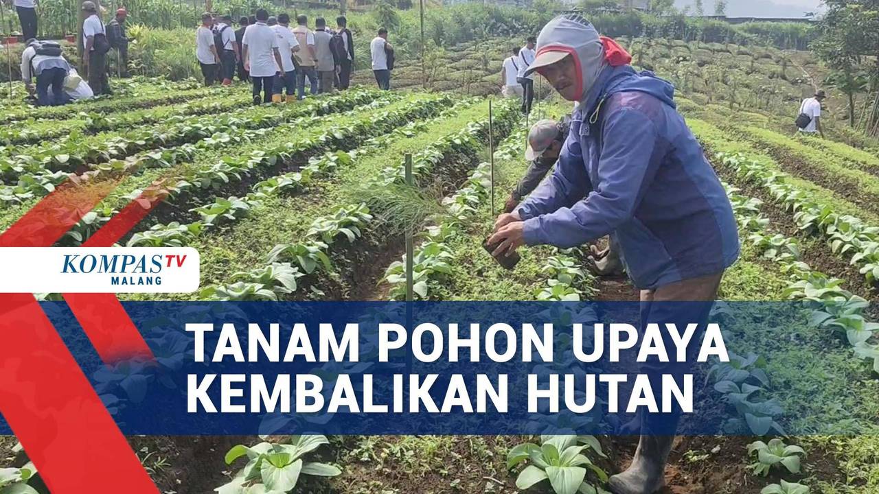 Tanam Pohon di Kawasan Hutan Coban Talun, Upaya Kembalikan Hutan ...