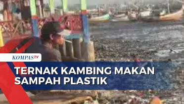 Ternak Kambing Makan Sampah Plastik di Pesisir Pantai Situbondo Jawa Timur
