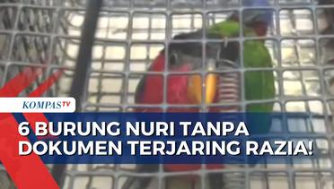 Razia Pemudik, Petugas Pelabuhan Yos Sudarso Merauke Temukan 6 Burung Nuri Dilindungi Tanpa Dokumen!